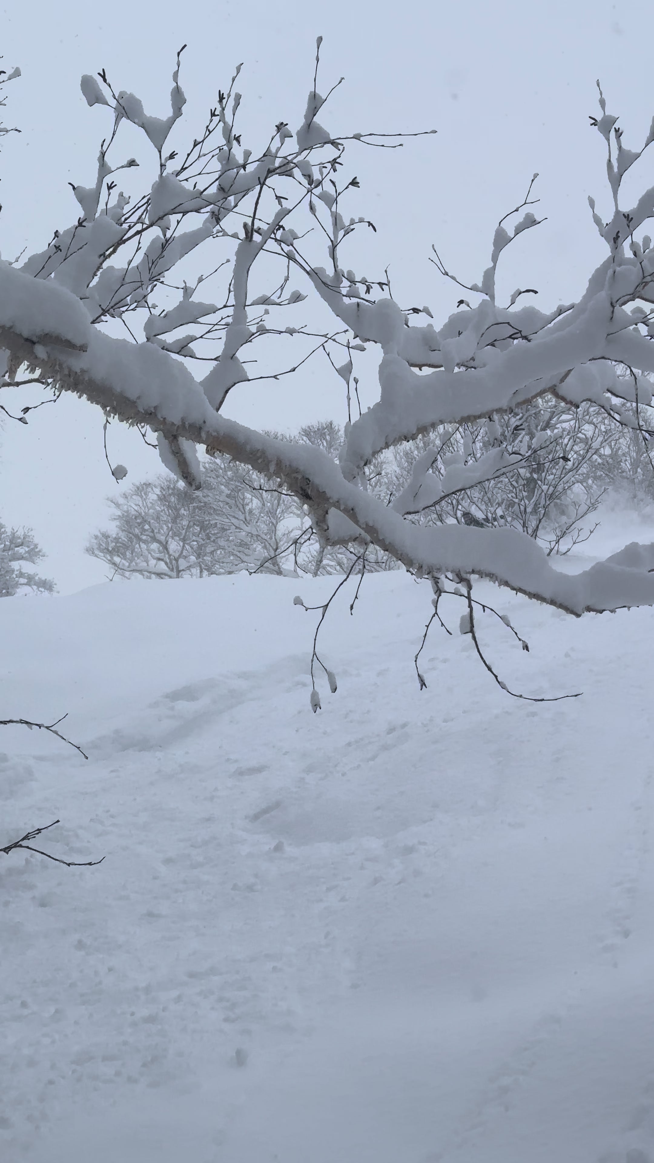 union-about-founder-anna